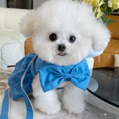 Dog Summer Hook and Loop Fasteners Korean Skirt Traction Buckle