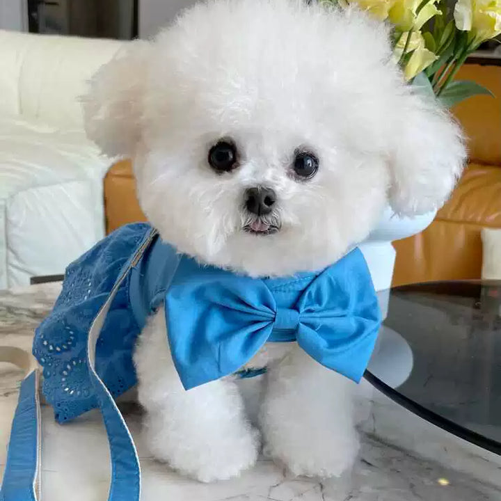 Dog Summer Hook and Loop Fasteners Korean Skirt Traction Buckle